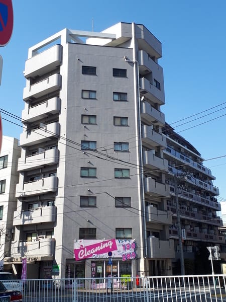 カンファ・ツリーの写真