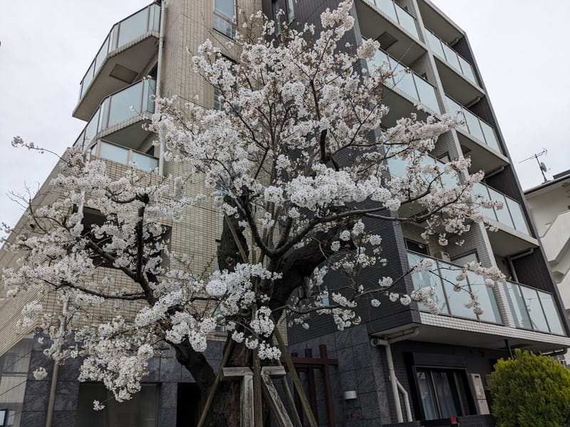 チェリーコート笹塚の写真